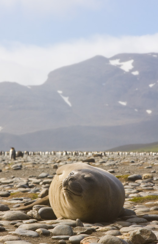 Southern Elephant Seal